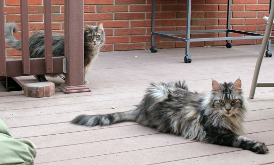 Sisu in front of his mother, Annie.  