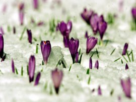 crocus-snow